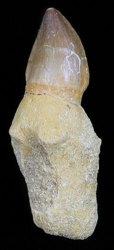 Bargain, Rooted Mosasaur (Prognathodon) Tooth #55842
